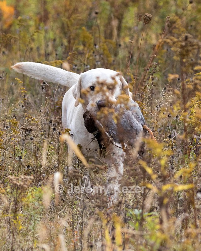 Grampian Happily Ever After RN JH CC WC (Henry)