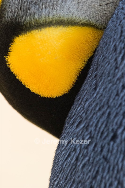 King Penguins, Volunteer Point, The Falklands