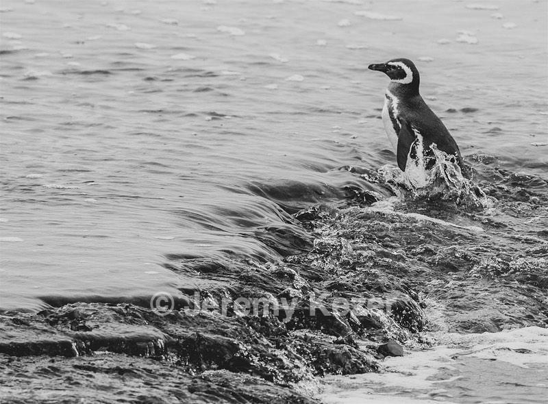 Magellanic Penguin, Sea Lion Island, The Falklands