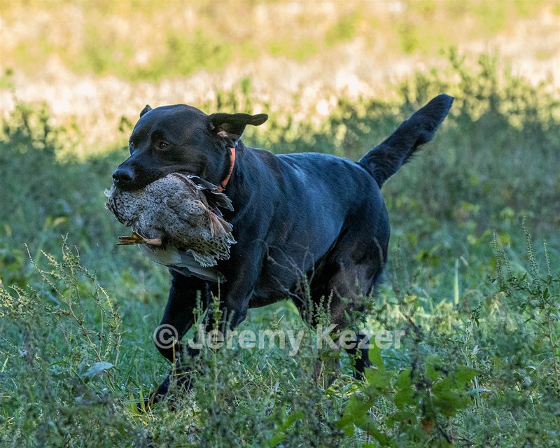 Fenway Tucker