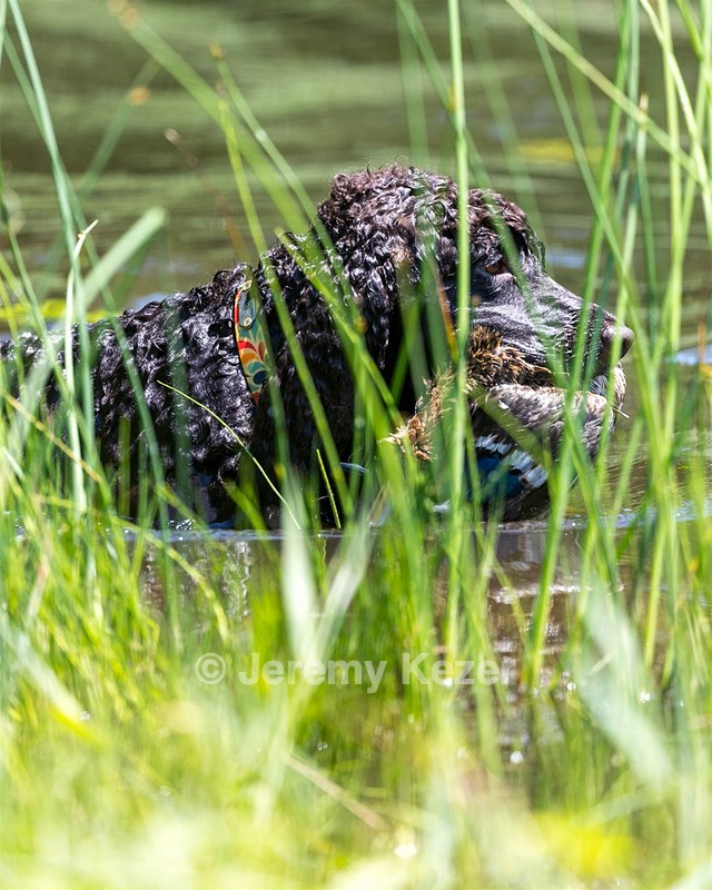 Ghillie Kezer