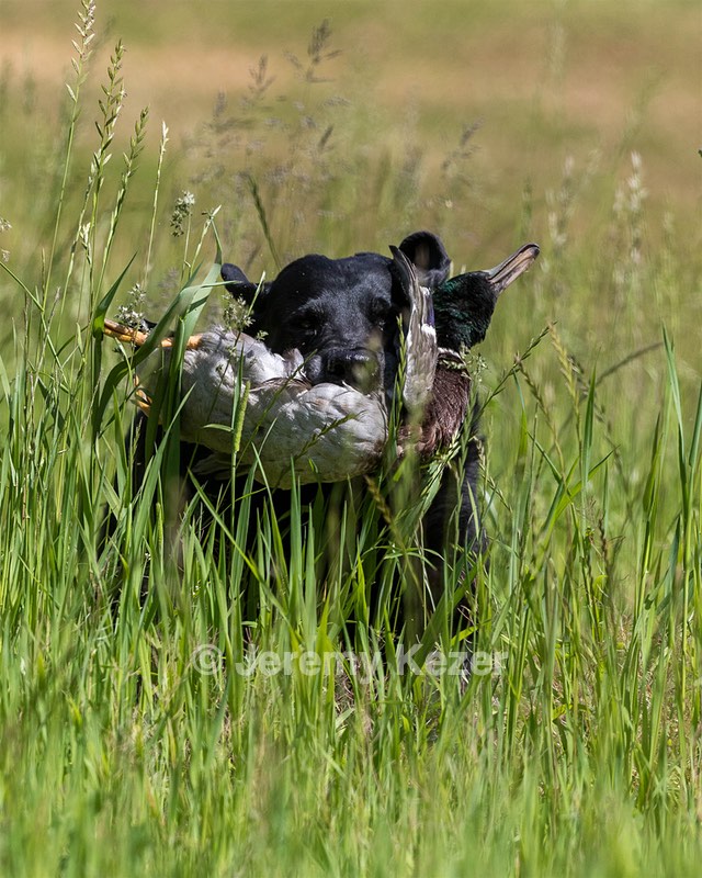 Ruger Bodine