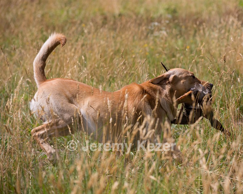 RUFF Millheim
