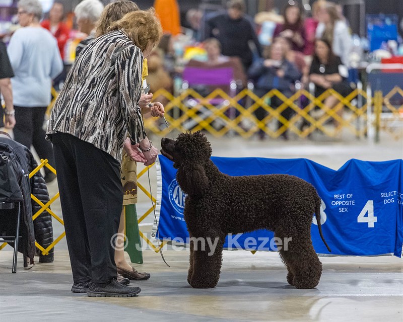 16 - GCH EPIK'S IN OMNIA PARATUS CGC ATT BCAT (Myna)
