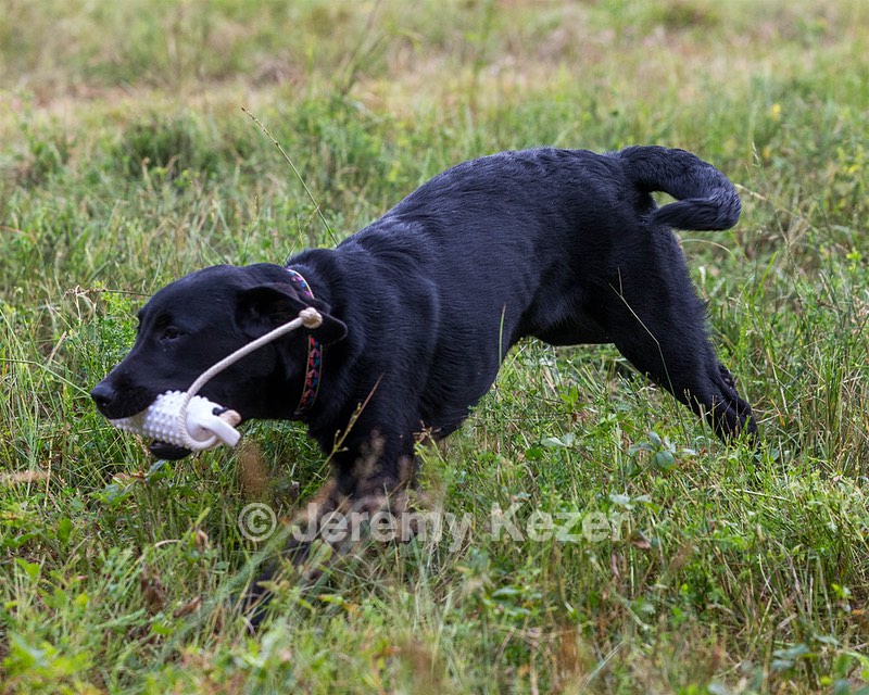 Josie