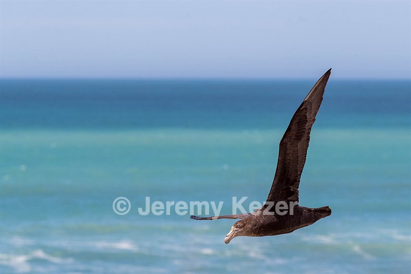 Storm Petrel, Peninsula Valdes, Argentina