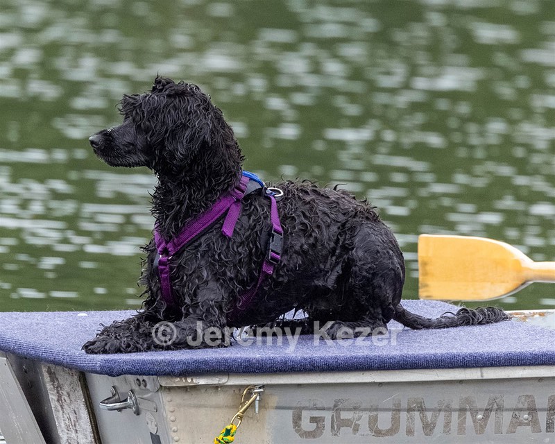 Boaty Bellicose