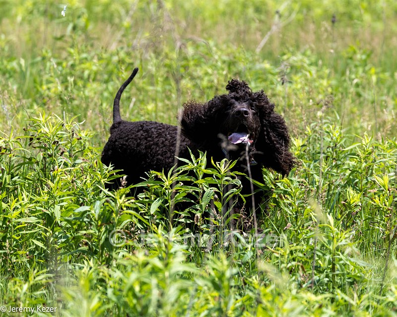 Ripley