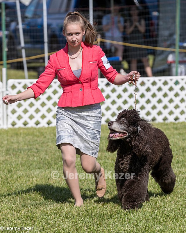 47 - GCH CH Poole's Ide Reversal Of Fortune