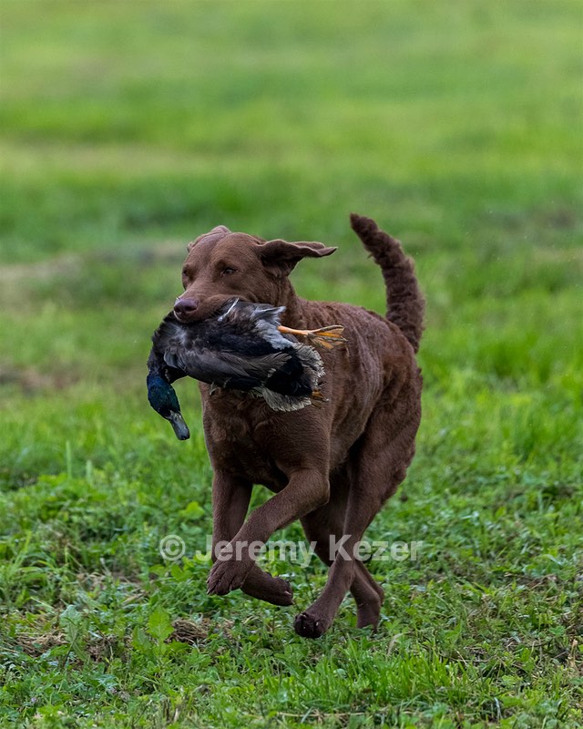 Abby Zajchowski