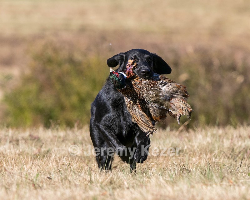 Hunter