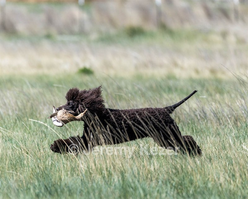 Ghillie