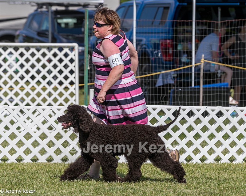 60 - GCH CH All Green Wi'Envy V Alpha Nordic CD RE RATN DS CGCA TKN