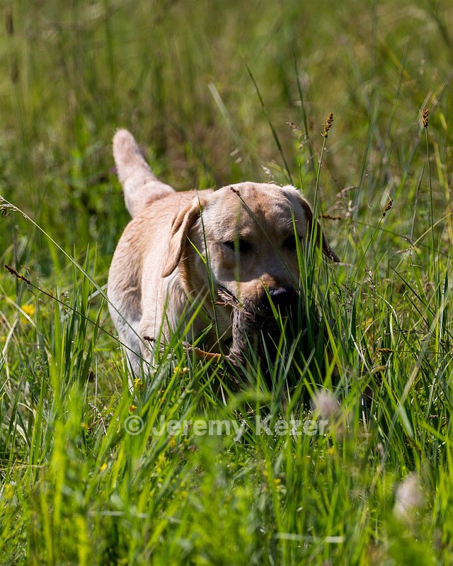 Merle