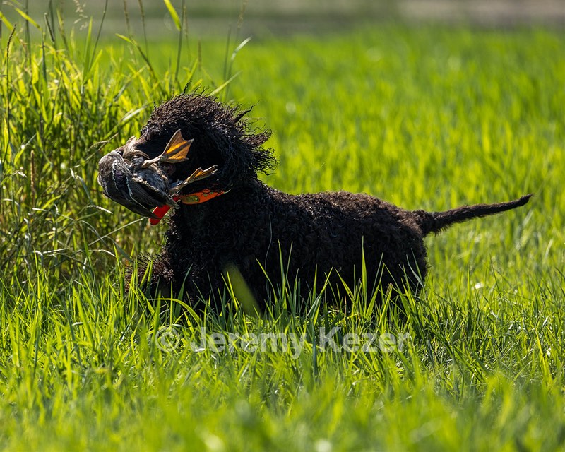 Ghillie Kezer