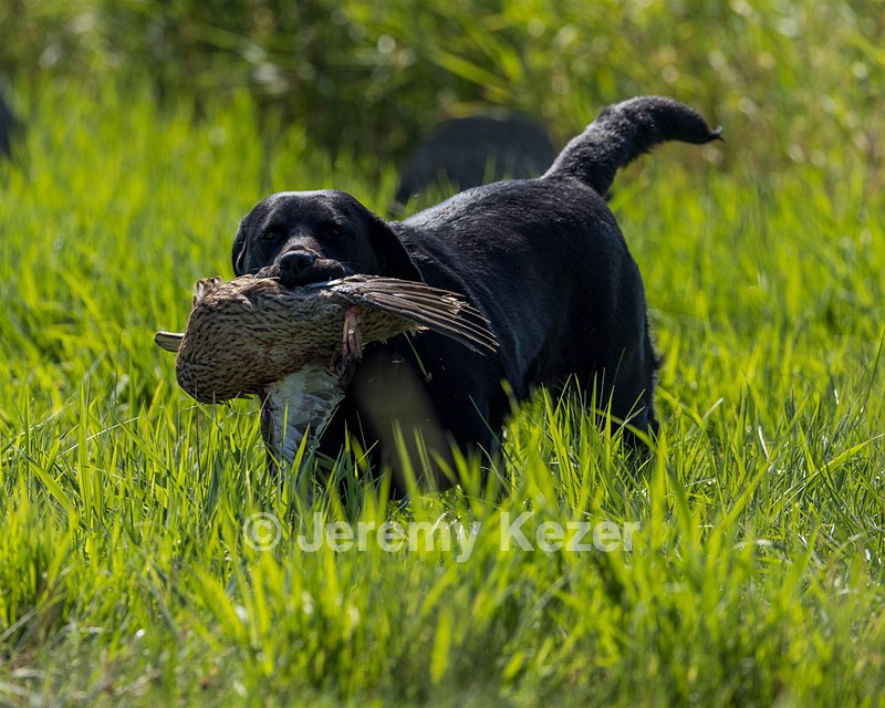 Jessie Buyting