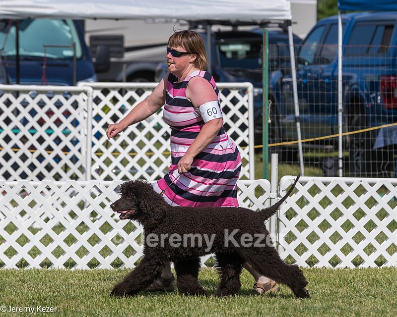 60 - GCH CH All Green Wi'Envy V Alpha Nordic CD RE RATN DS CGCA TKN