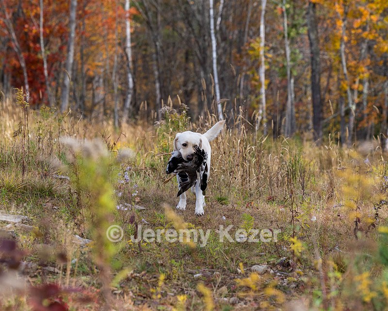 Grampian Happily Ever After RN JH CC WC (Henry)