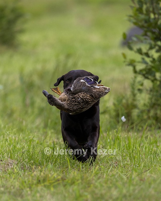 Otter Henry