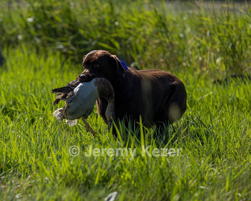 Louie Foster