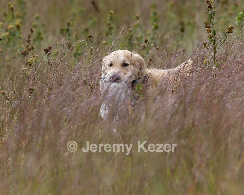 Ghillie