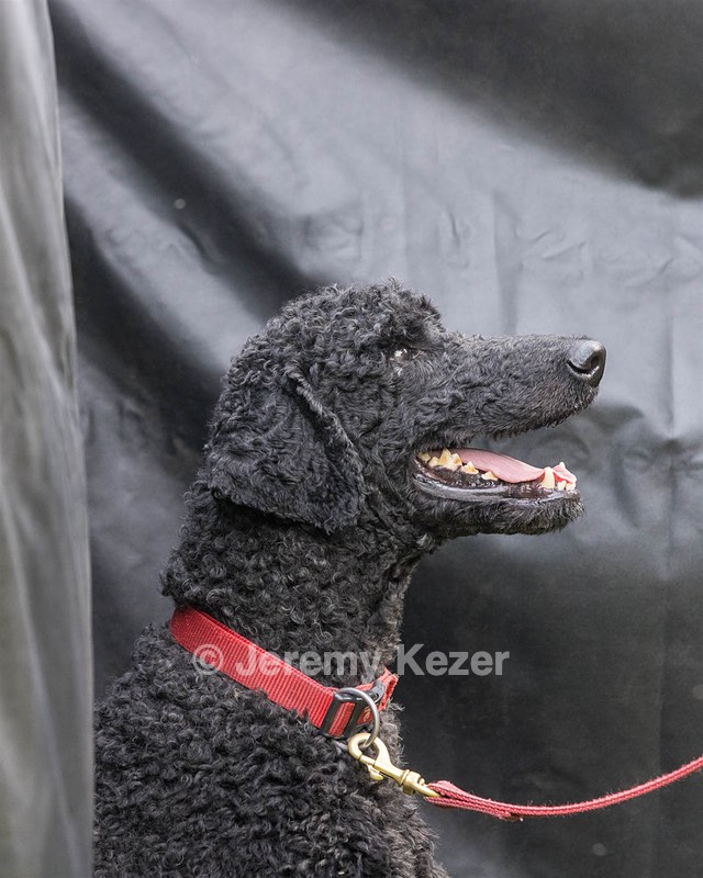 Hugo