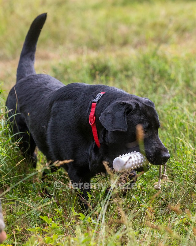 Murphy