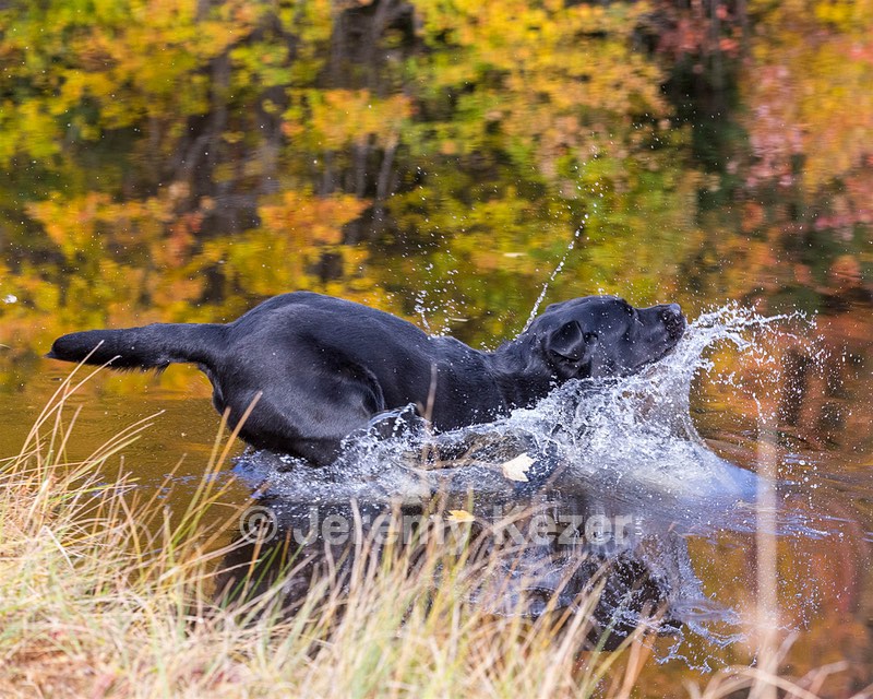 Glenforest's Pique Dame JH (Chloe)