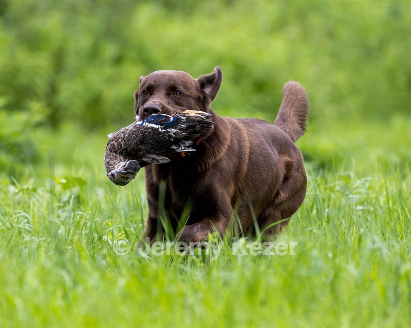 Rip March