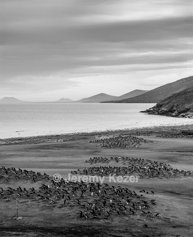Gentoo Penguins, Saunders Island, The Falklands