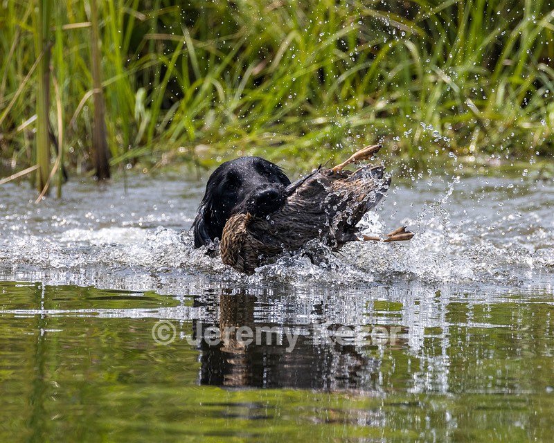 Disco Sheridan