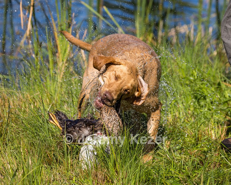 Anna curry