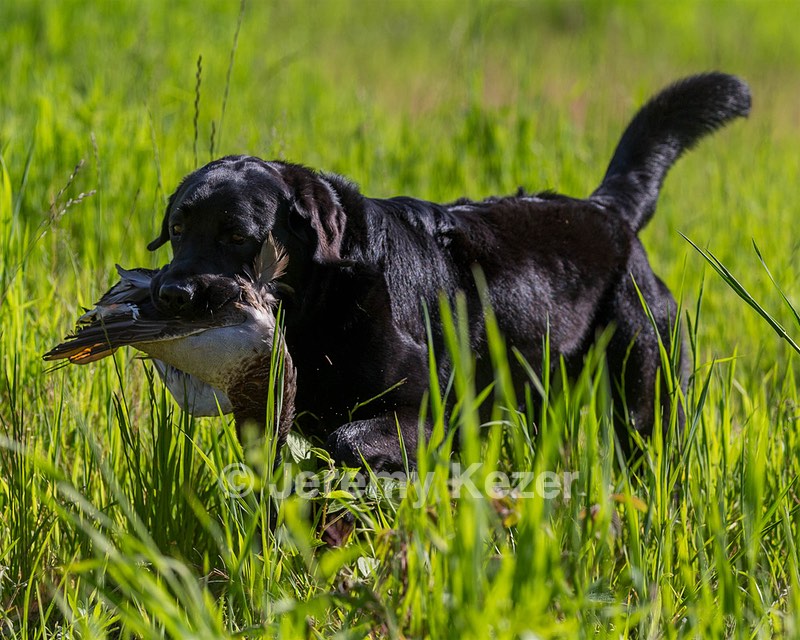 Ranger Schuko