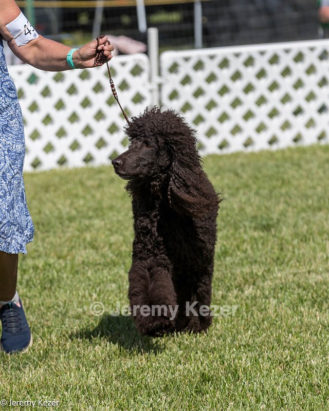 43 - GCH CH Chantico's Shelter From The Storm CD RA MX AXJ MXP2 MJP2 MJPB XF DS (Reef)