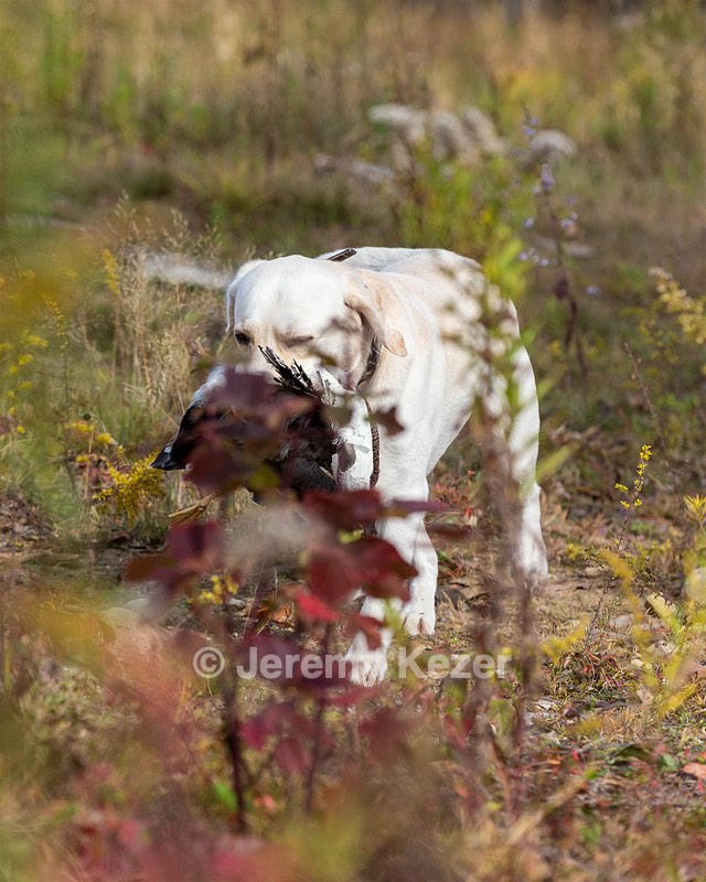 Grampian Happily Ever After RN JH CC WC (Henry)