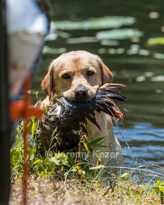 Trout Cosgrove