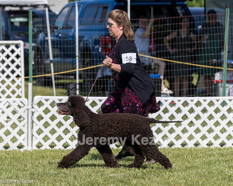 58 - GCH CH Flintcrest Firing Cupid's Arrow