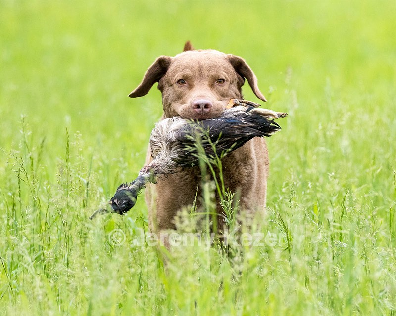 Hunter Law