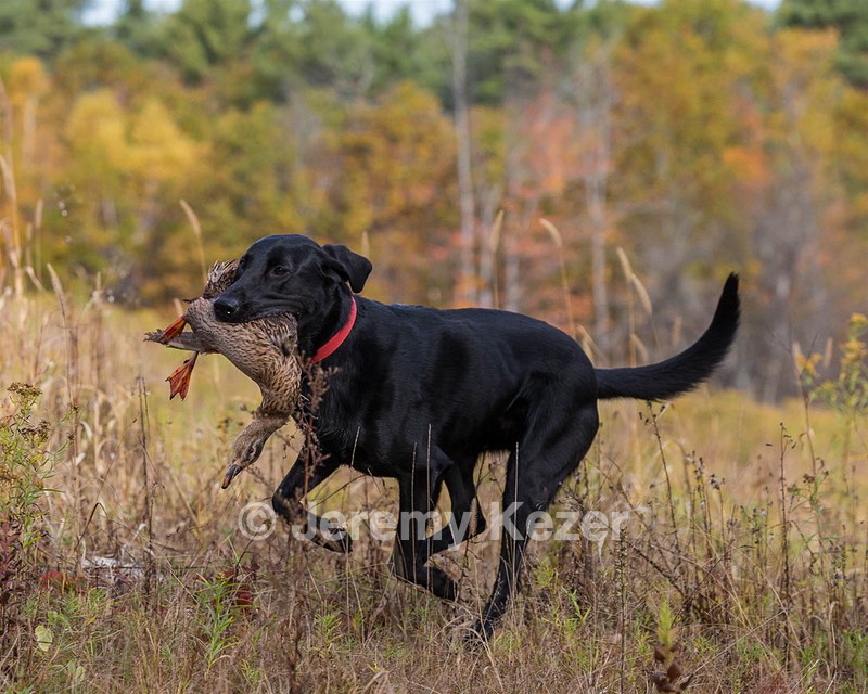 Locust Ridge Star Warrior (Harry)