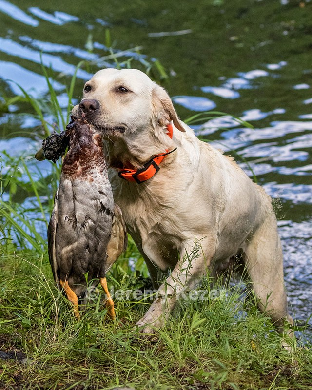 Nore