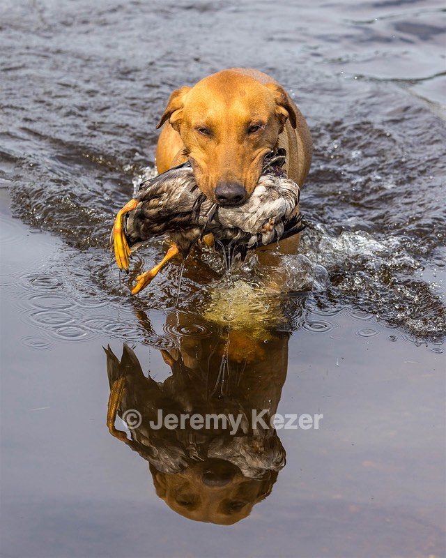 Gauge Kilby
