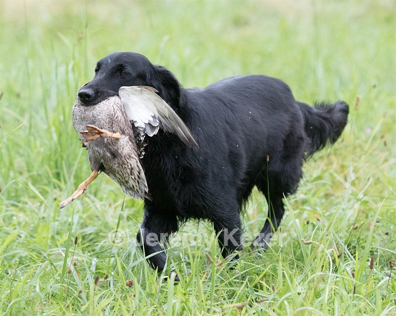 Rosie Impey