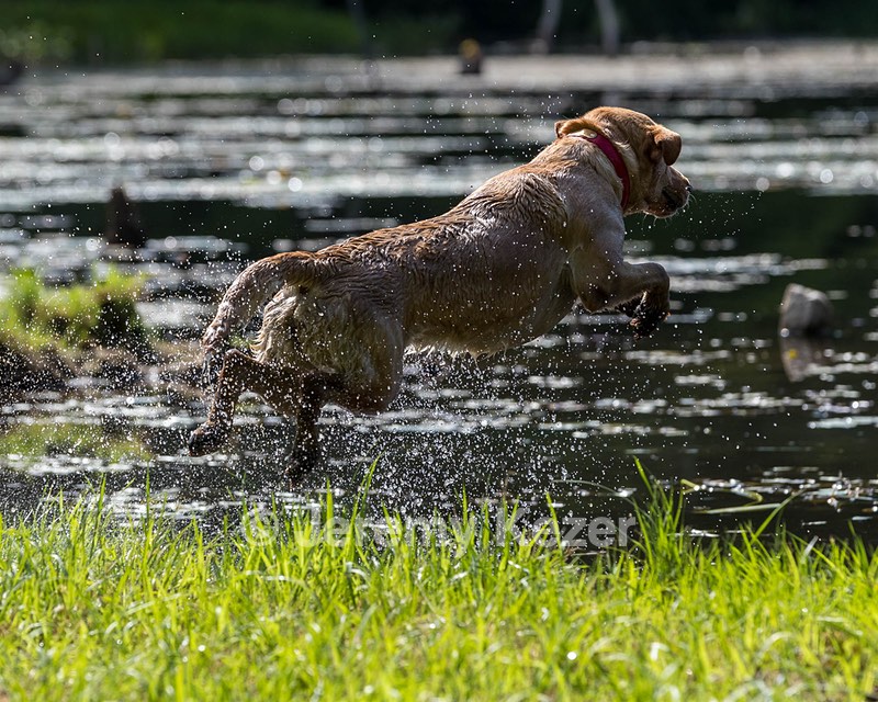 Lily