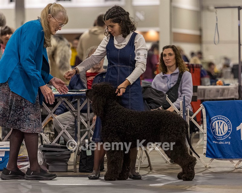 15 - CH POOLE'S IDE DARK KNIGHT (Oscar)