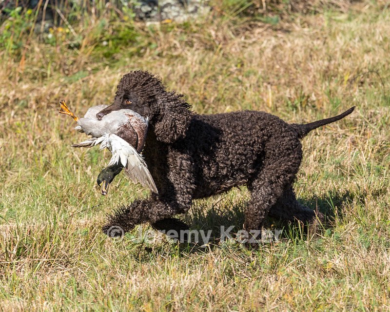 Ghillie Kezer