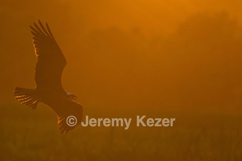 Osprey, Maryland