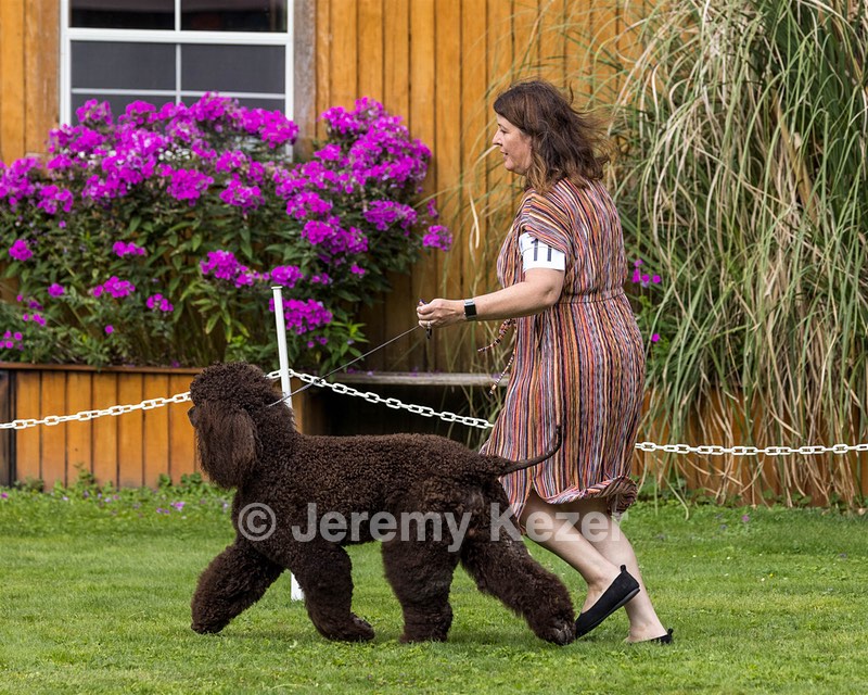 11 - GCH CH BREKKON'S FIRST MARK BN RN CGC TKN (Hunny)