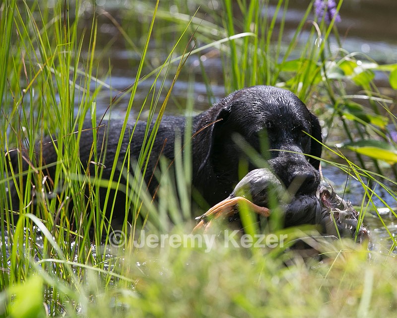 Moose Planty