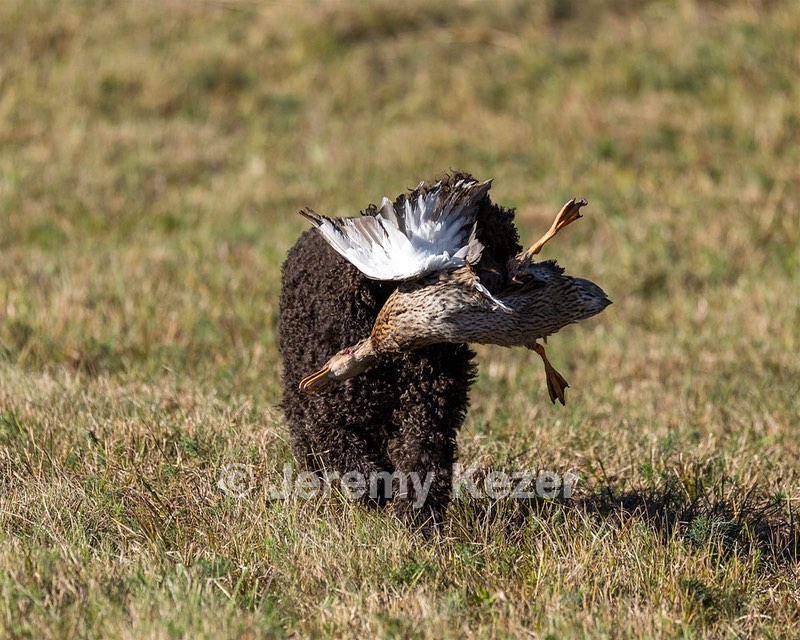Ghillie Kezer