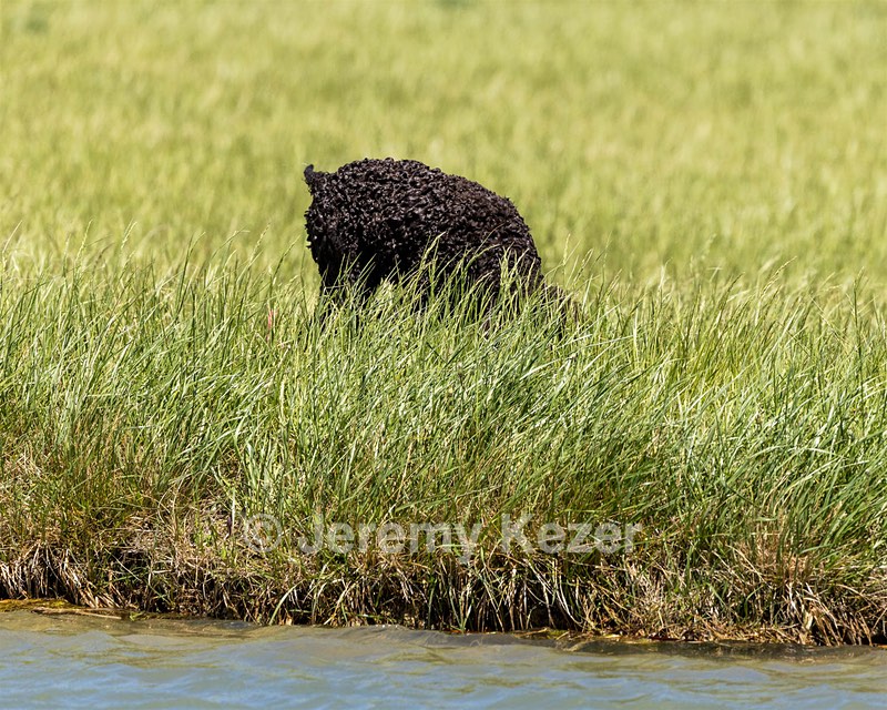 Ghillie